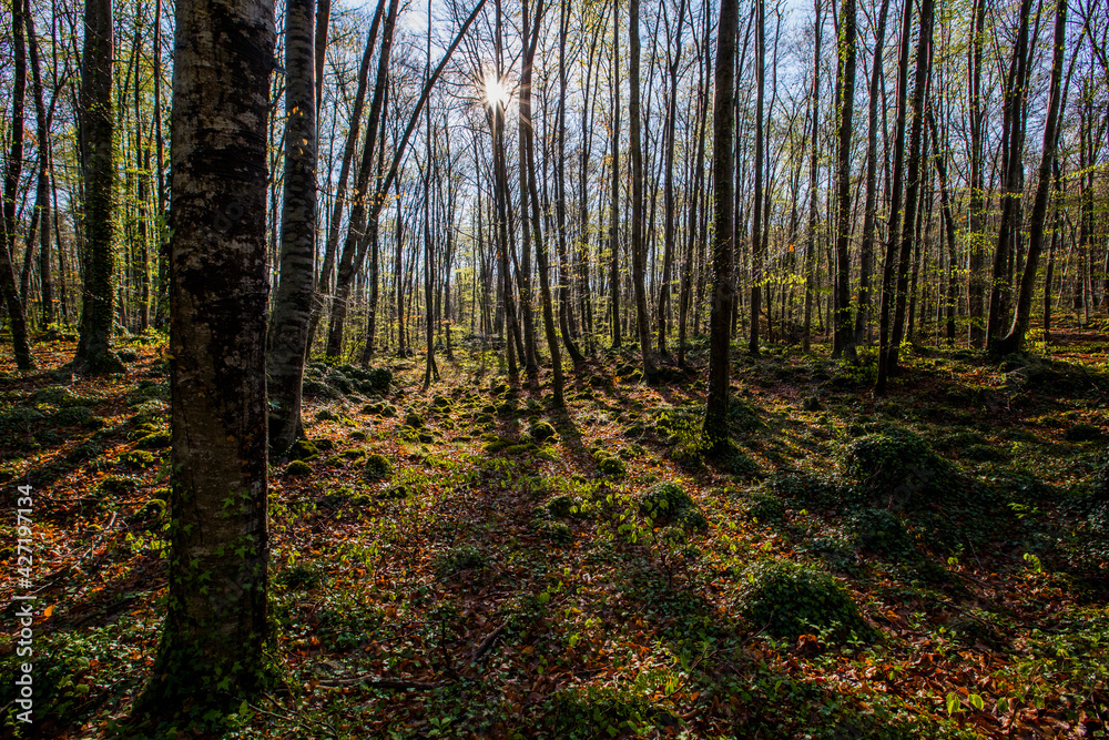 Naklejka premium Spring sunrise in La Fageda D En Jorda Forest, La Garrotxa, Spain