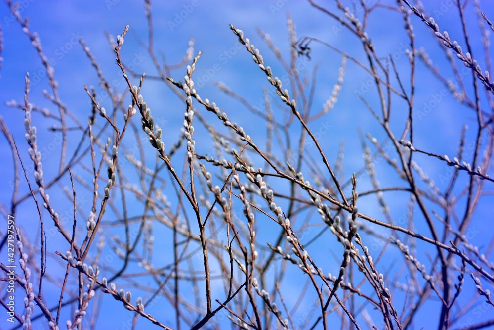 The first buds on the trees against the background of the blue sky	