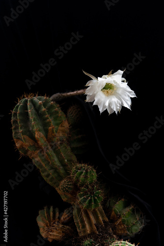 Photography My cactus blossom today April 12 in moscow oin my flat( yesterday was warm weath