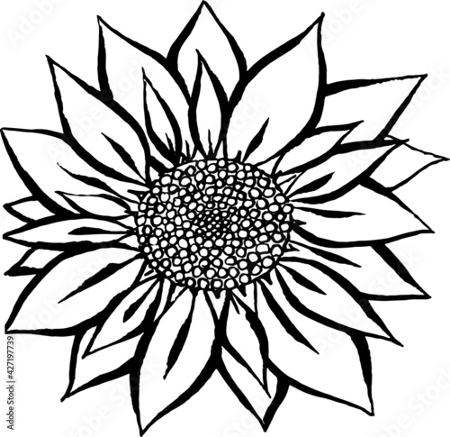 Sunflower illustration. . Vector isolated design. Doodle illustration of big sunflower isolated on white background
