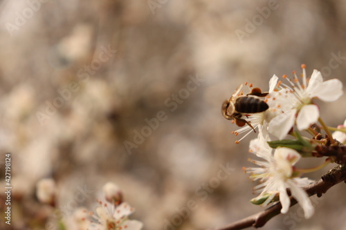 bee on a flower © Dominika