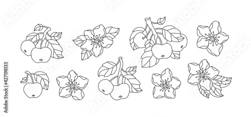 Apple blossom flowers and fruit isolated. Set collection. Vector artwork. Vintage style. Coloring book page. Black and white. Bohemian concept for wedding invitation card. Print, poster, wallpaper