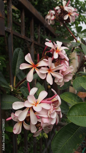 Temple tree flowers, Apocynaceae Frangipani or Plumeria  and Wrightia religiosa  branches and leaves
