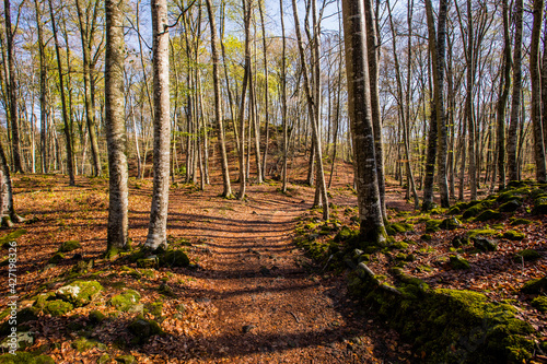 Spring sunrise in La Fageda D En Jorda Forest  La Garrotxa  Spain