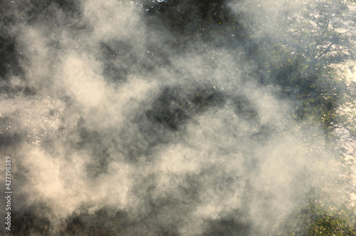 Clouds of white smoke from a village fire in the sunlight on the background of summer trees