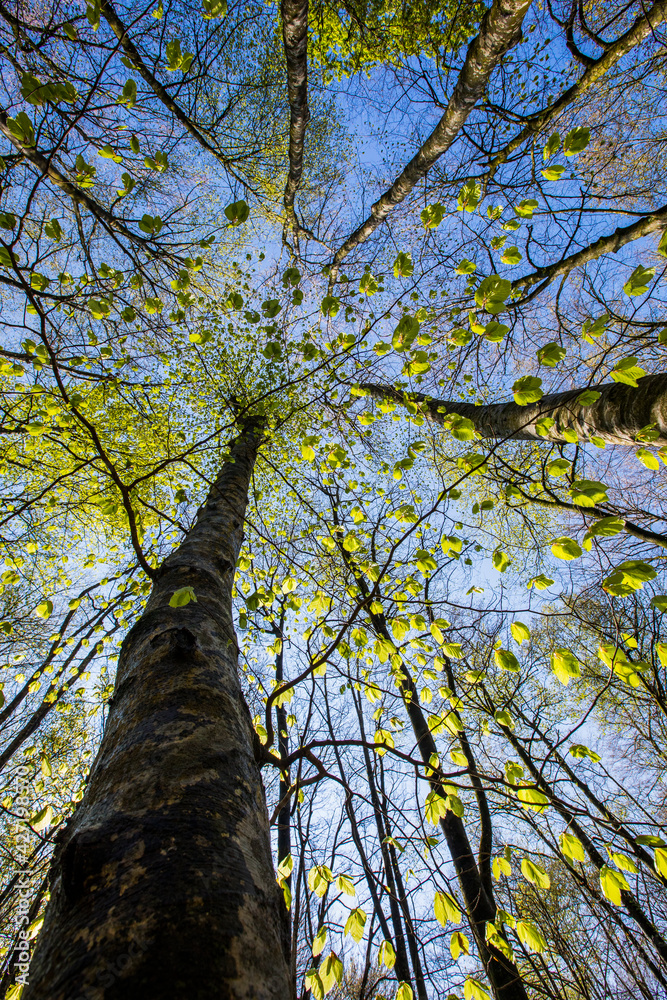 Fototapeta premium Spring sunrise in La Fageda D En Jorda Forest, La Garrotxa, Spain