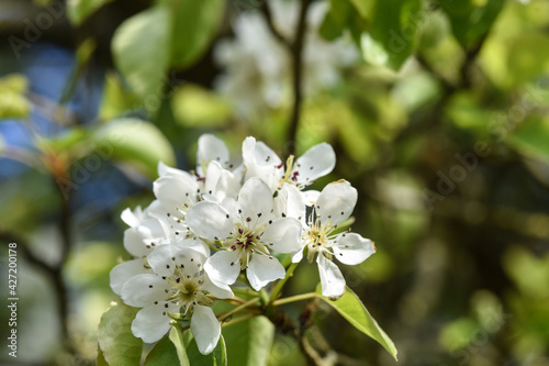 bourgeons fleurs pommier arbre printemps