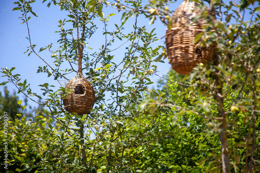 Nichoirs à oiseaux en osier tressé accrochés dans des arbres dans un parc boisé Nichoirs à oiseaux en osier tressé accrochés dans des arbres dans un parc boisé