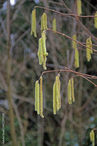 Weidenblüte