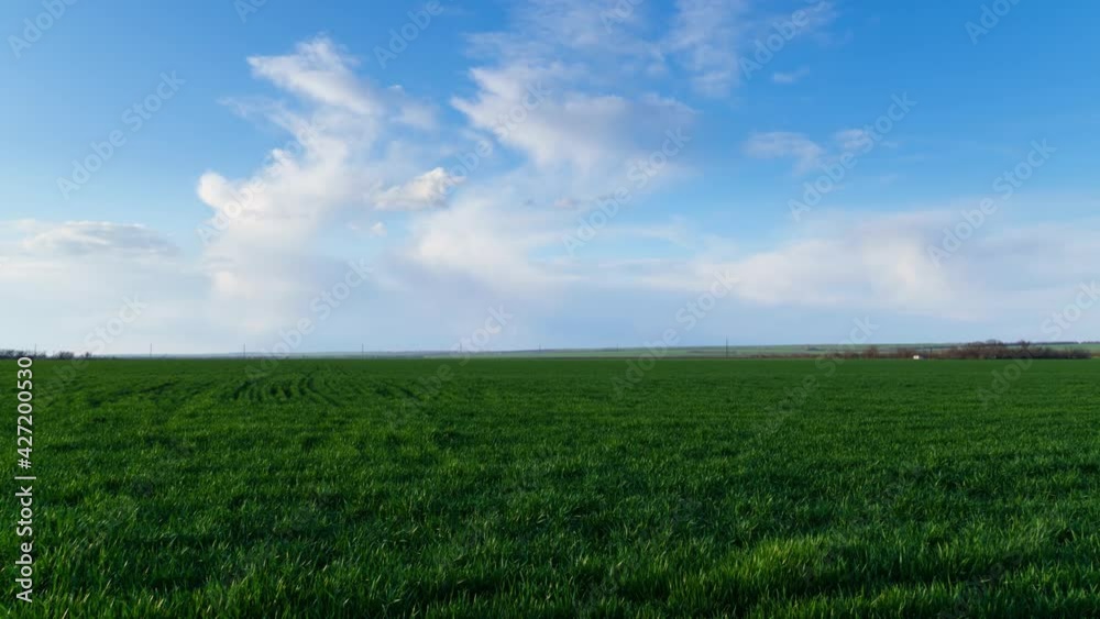Timelapse of a young wheat field, barley, rye. Young green wheat sprouts of grain crops. Agricultural land.
Timelapse of a young wheat field, barley, rye. Young green wheat sprouts of grain crops. Agricultural land.