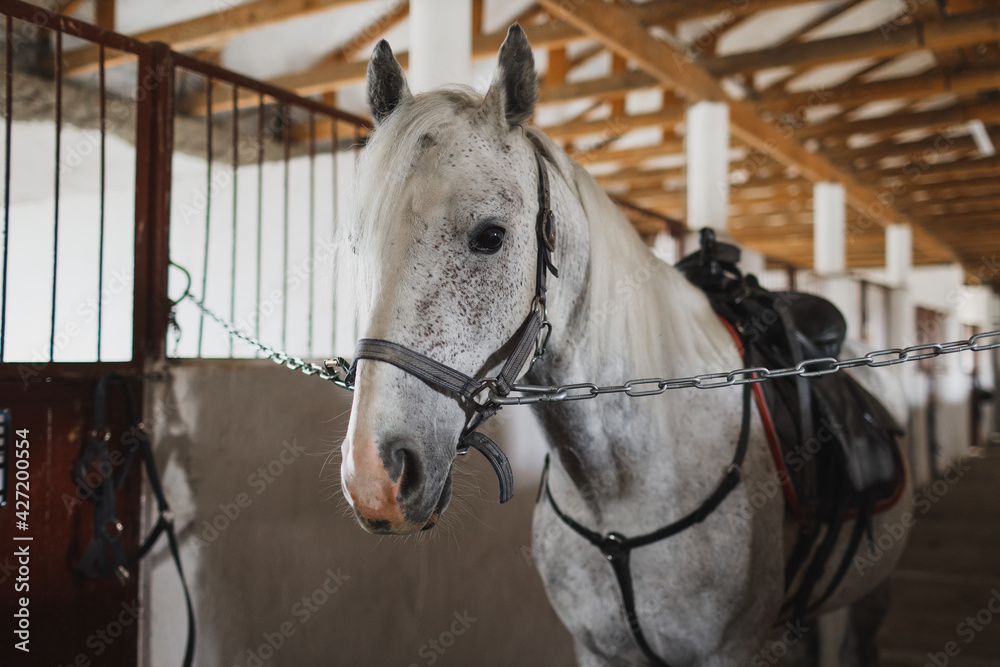 White horse in the stable. Equestrian sports training. White horse in the stable. Equestrian sports training.