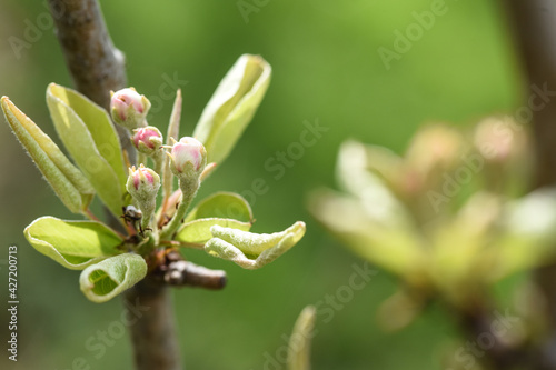 Fotografie bourgeons fleurs pommier arbre printemps