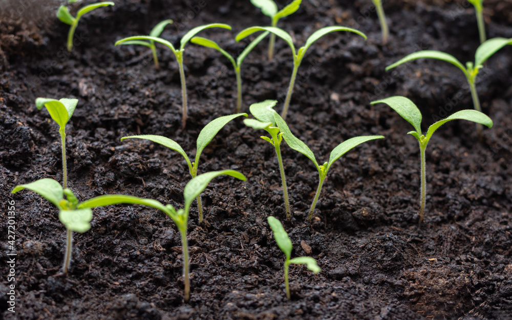 Young tomato seedlings in a container with a selective focus