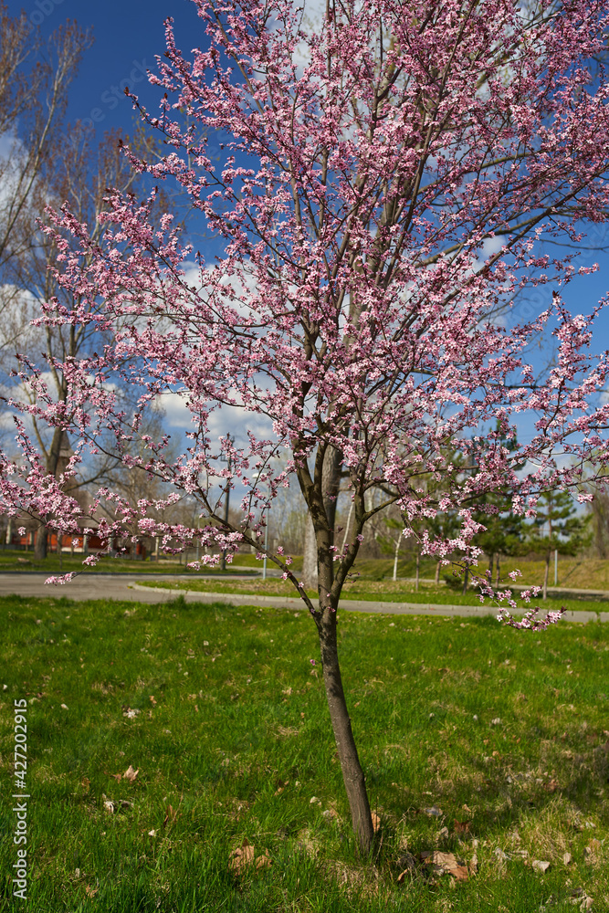 Colorful tree in the park