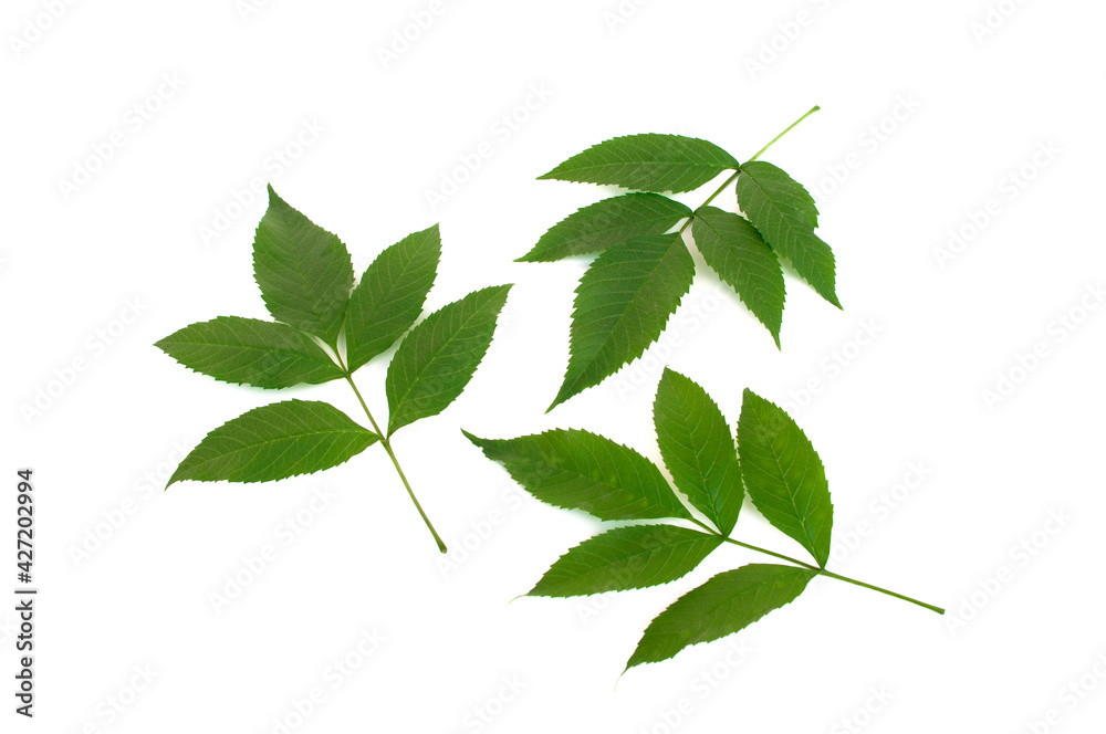 Tecoma stans leaf on white background. Tecoma stans leaf on white background.
