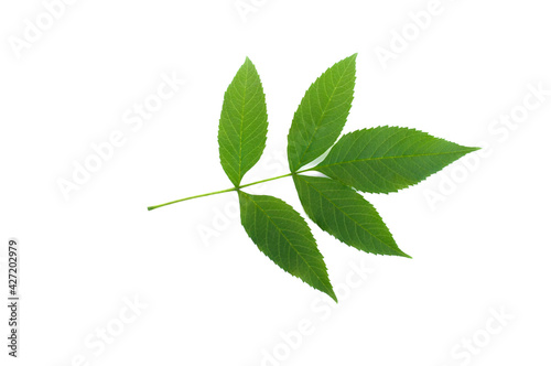 Tecoma stans leaf on white background.