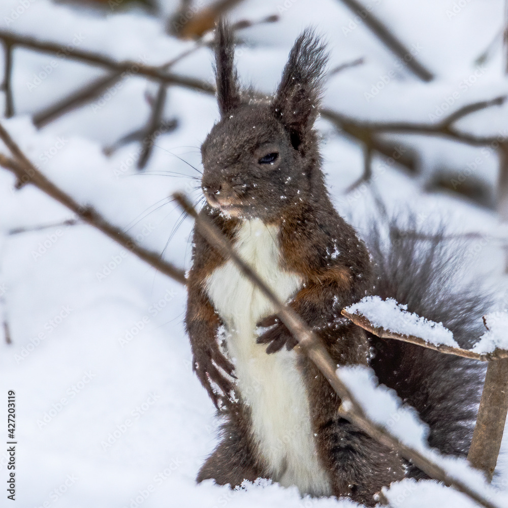 European brown squirrel in winter coat on a branch in the forest