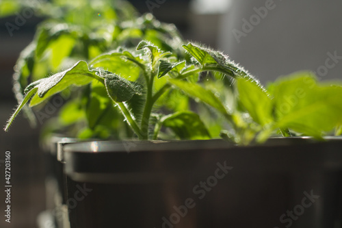 Seedlings of tomatoes in a plastic pot on a windowsill