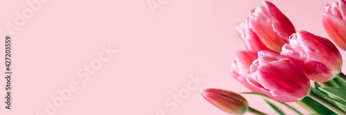 Fresh tulip flowers on a pink background.
