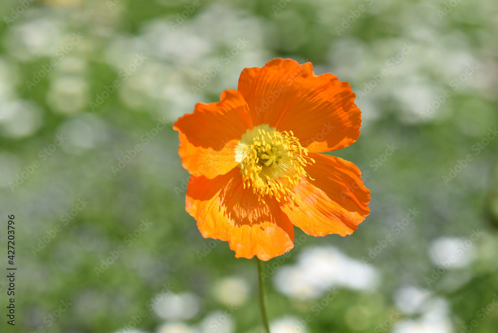 シベリアヒナゲシの花 シベリアヒナゲシの花