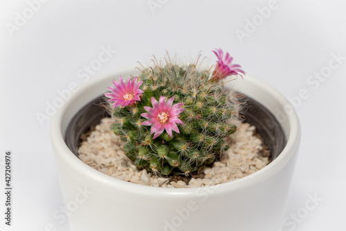 Mammillaria cactus flowers with pink blossom in clay pot on white blurred background. Selective focus.