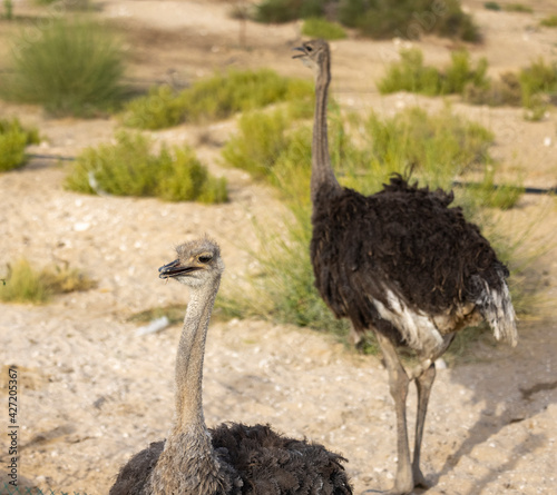 Egyptian Ostrich held in captive conservation programme, Saudi Arabia 