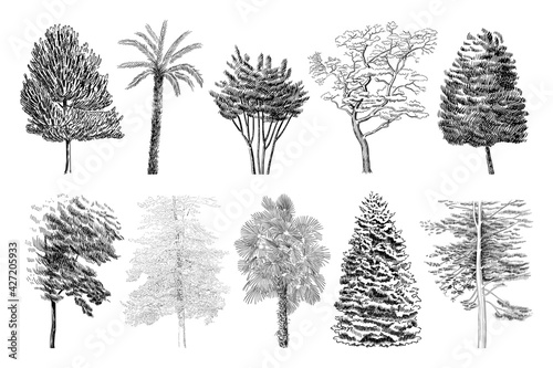 Vector set of different trees illustrations. Sketch art