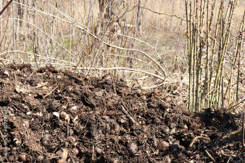 Pile of compost from organic waste in the garden. Recycling kitchen scraps and food waste
