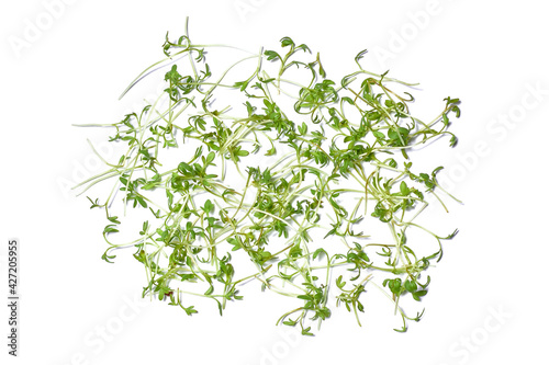 Micro green plant sprouts isolated on a white background. Radish microselen. Assortment of micro-greenery. Vegan micro-shoots of sunflower greens. Growing sprouted seeds  microgrin close-up