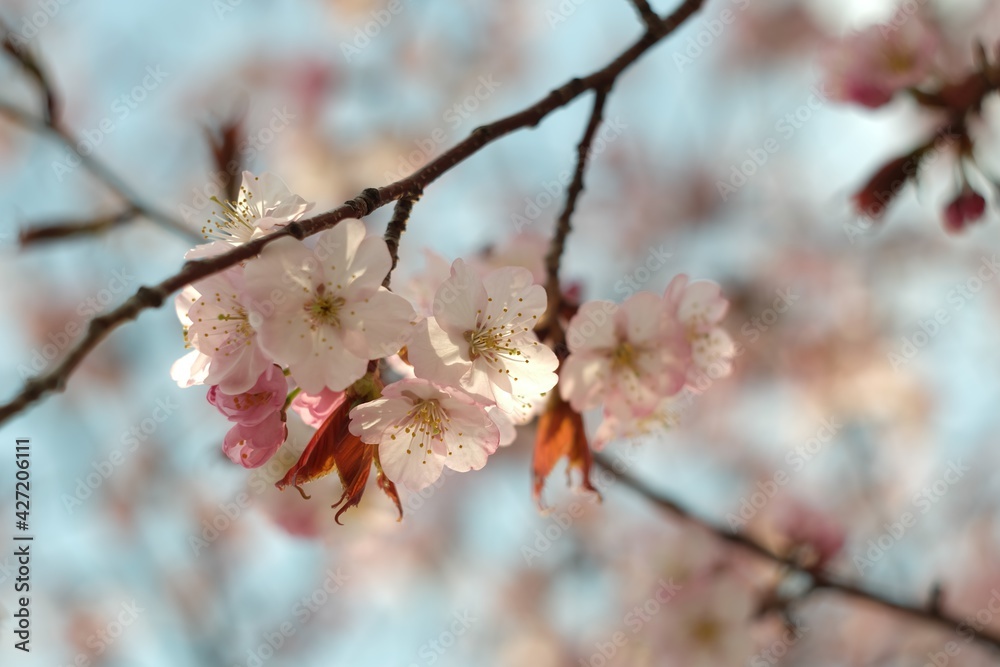 さくら・Sakura/ cherry-blossom さくら・Sakura/ cherry-blossom