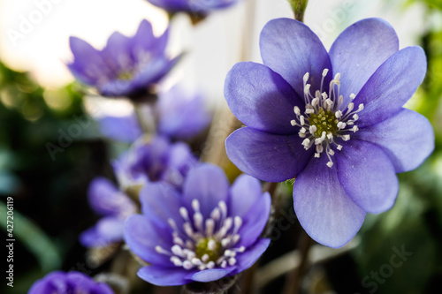 Violet. Macro of the blossom of a hepatica flower.