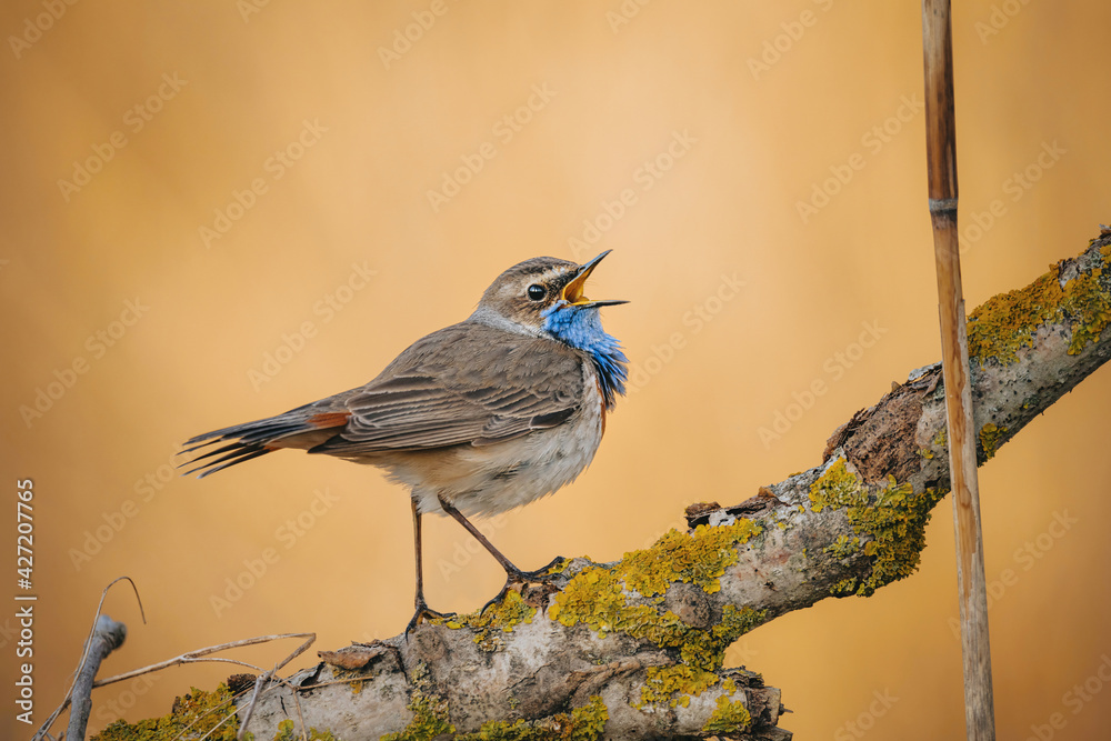 Obraz premium Eurasian blue throat bird in wild nature