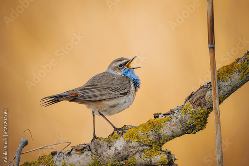 Eurasian blue throat bird in wild nature photo