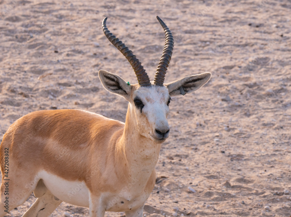 Arabian Sand Gazelle in natural habitat conservation area, Saudi Arabia Arabian Sand Gazelle in natural habitat conservation area, Saudi Arabia