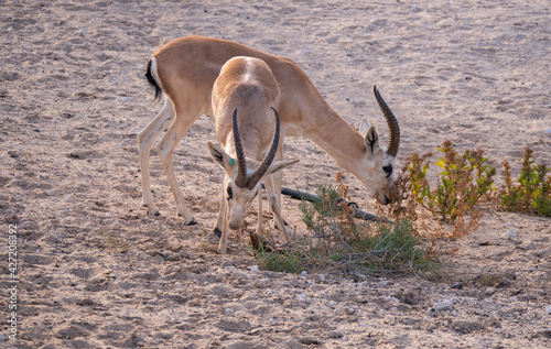 Arabian Sand Gazelle in natural habitat conservation area  Saudi Arabia  