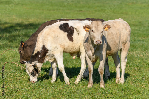 Calves in a pasture in spring.