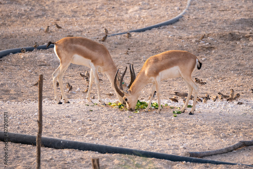 Arabian Sand Gazelle in natural habitat conservation area  Saudi Arabia  