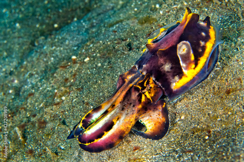 Cuttlefish, Flamboyant Cuttlefish, Metasepia pfefferi, Lembeh, North Sulawesi, Indonesia, Asia photo