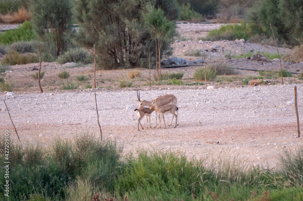 Arabian Reem Gazelle Fawn in natural habitat conservation area, Saudi Arabia Arabian Reem Gazelle Fawn in natural habitat conservation area, Saudi Arabia