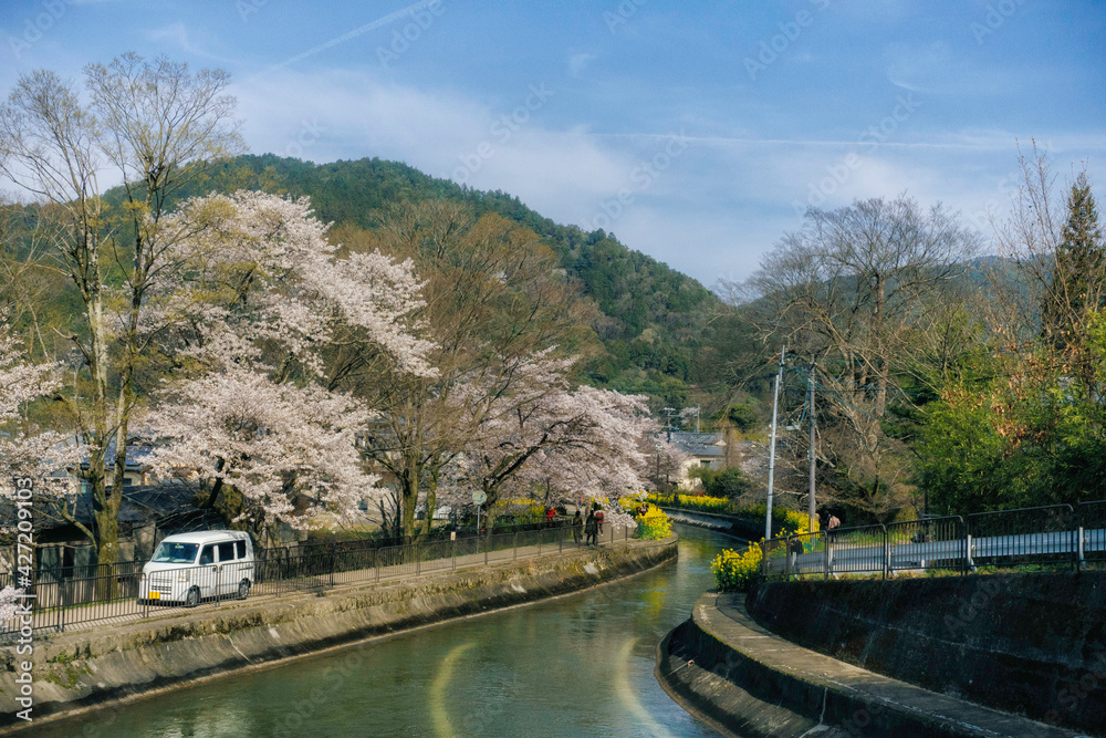 Fototapeta premium 春の京都、山科にある琵琶湖疎水と満開の桜の風景