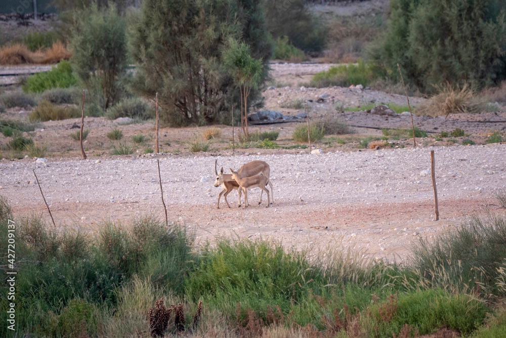 Arabian Reem Gazelle Fawn in natural habitat conservation area, Saudi Arabia Arabian Reem Gazelle Fawn in natural habitat conservation area, Saudi Arabia