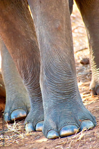 Sri Lankan Elephant, Elephas maximus maximus, Udawalawe National Park, Sri Lanka, Asia. photo