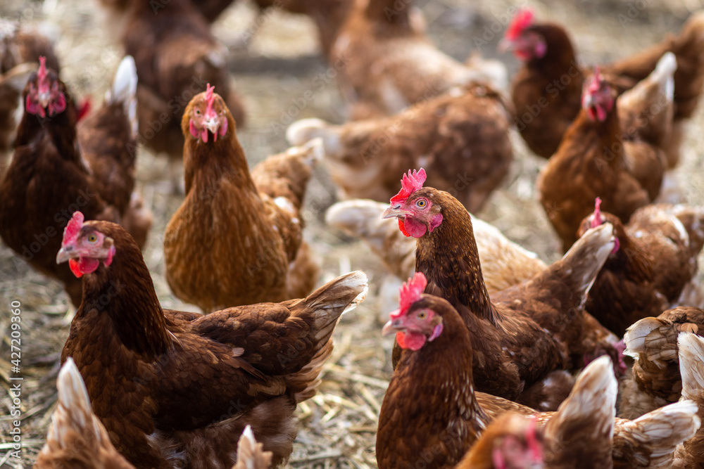 Hühner im Hühnerstall, geringe Schärfentiefe Stock Photo | Adobe Stock