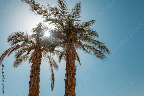 Palm trees against Sunlight in blue sky on a tropical beach. Summer vacation and tropical beach concept.