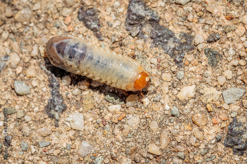 Fotografie Beetle Larvae, Hughes, ACT, January 2021
