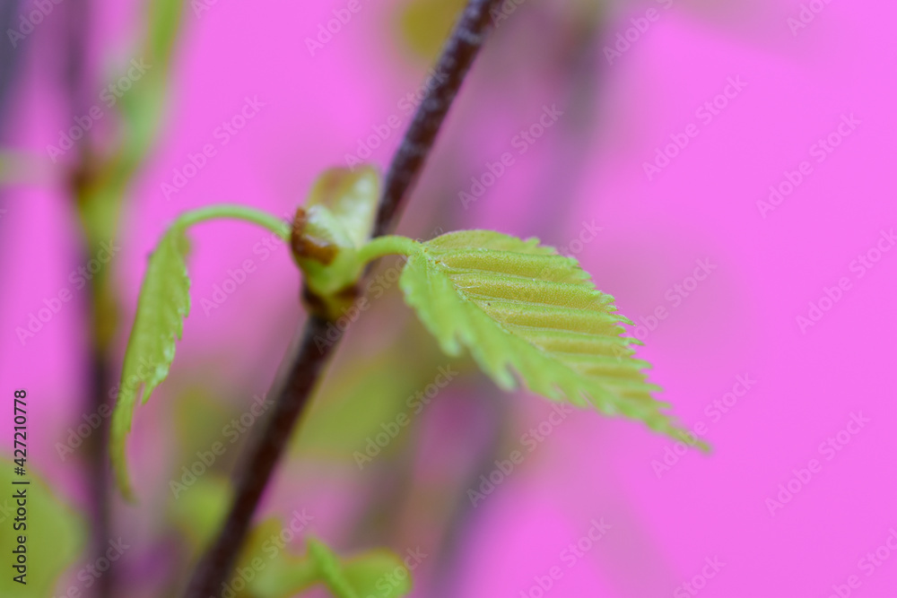 Hellgrünes, junges Birkenblatt vor rosa Hintergrund