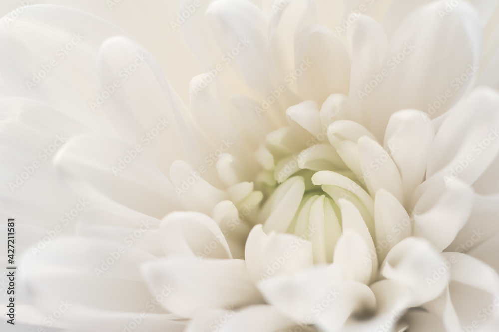 White Chrysanthemum closeup