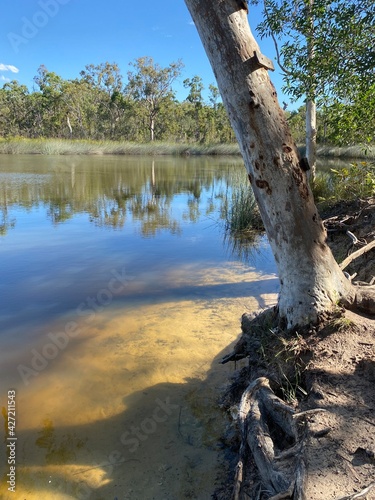 tree in the water © Frizzy Chook