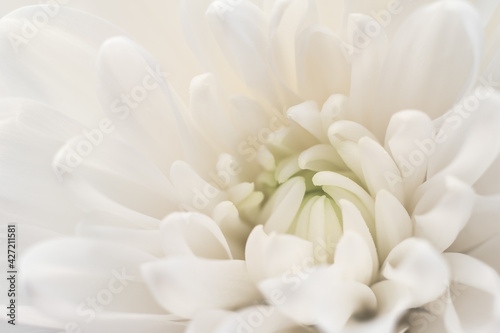 White Chrysanthemum closeup © eternal aviv