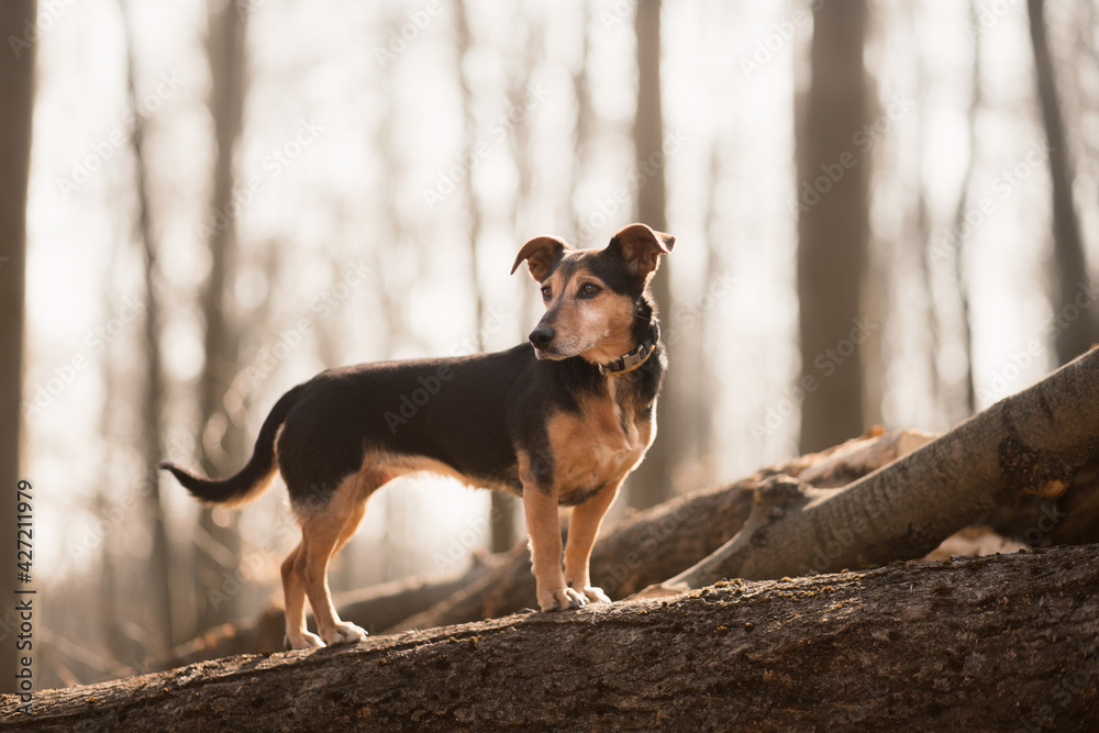 cute dachshund terrier mix crossbreed dog standing on a log pile in a forest in early spring - obrazy, fototapety, plakaty 